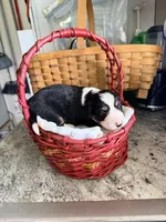 Aussie-Doxie Blk Tri Boy 2, a female Dachshund and Miniature Australian Shepherd for sale in Burkesville, KY – 6 of 6