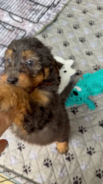 Orange Boy, a male Miniature Aussiedoodle for sale in Burkesville, KY – 6 of 6