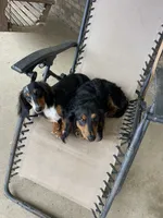 Black & Tan Long-Haired, a  Dachshund and Miniature Dachshund for sale in Burkesville, KY – 10 of 10