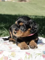 Willow, a female Miniature Aussiedoodle for sale in Burkesville, KY – 3 of 7