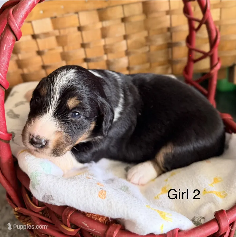 Aussie-Doxie Girl – Dachshund, Miniature Australian Shepherd puppy for sale in Burkesville, KY