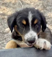Mr. Freckles , a male Miniature Australian Shepherd for sale in Burkesville, KY – 4 of 7