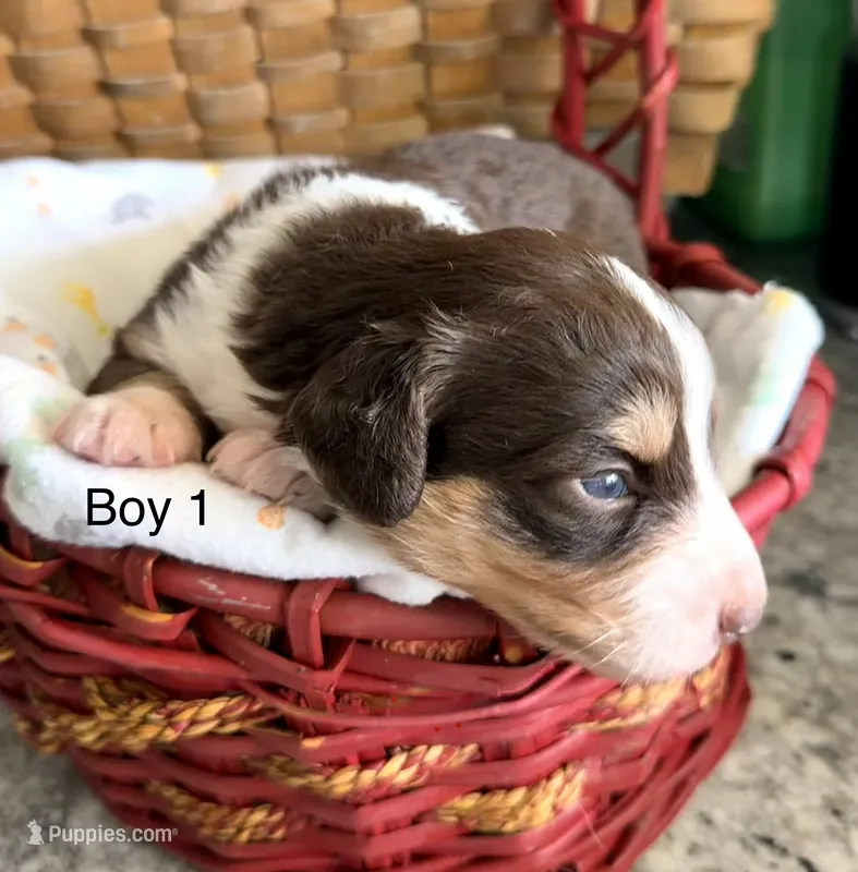Aussie-Doxie Red Boy – Dachshund, Miniature Australian Shepherd puppy for sale in Burkesville, KY