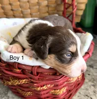 Aussie-Doxie Red Boy, a female Dachshund and Miniature Australian Shepherd for sale in Burkesville, KY – 1 of 7