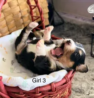 Aussie-Doxie Blk Tri Girl 3, a female Dachshund and Miniature Australian Shepherd for sale in Burkesville, KY – 2 of 5