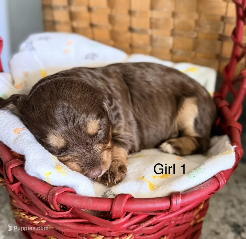 Aussie-Doxie Red Girl with Blue Eyes! – Dachshund, Miniature Australian Shepherd puppy for sale in Burkesville, KY