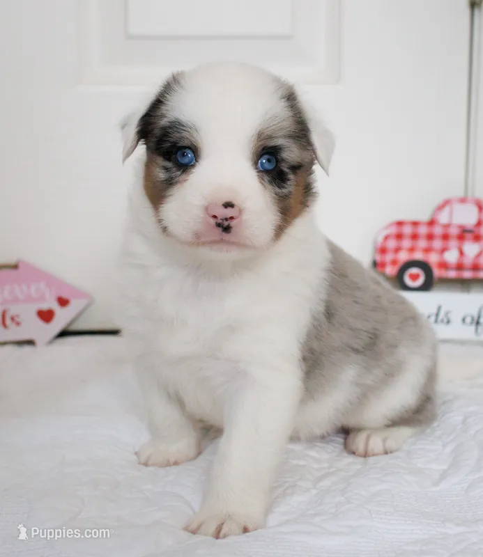 Blue Merle Aussie w/Tail :)