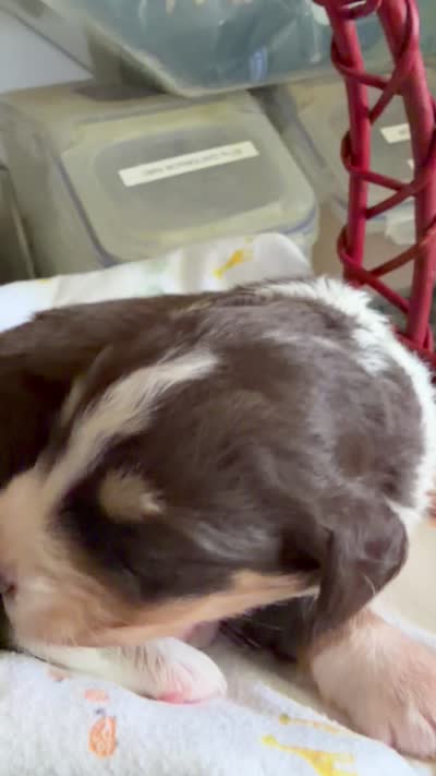 Aussie-Doxie Red Boy, a female Dachshund and Miniature Australian Shepherd for sale in Burkesville, KY – 5 of 7