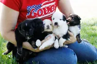 Bentley Blue Eyed Tri, a male Miniature Australian Shepherd for sale in Burkesville, KY – 8 of 9