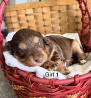 Aussie-Doxie Red Girl with Blue Eyes!, a female Dachshund and Miniature Australian Shepherd for sale in Burkesville, KY – 3 of 5