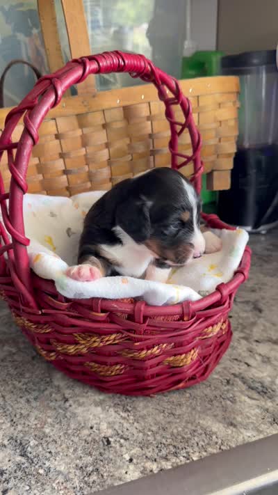 Aussie-Doxie Blk Tri Girl 2, a female Dachshund and Miniature Australian Shepherd for sale in Burkesville, KY – 5 of 6