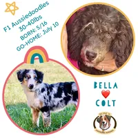Willow, a female Miniature Aussiedoodle for sale in Burkesville, KY – 7 of 7