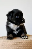 Bentley Blue Eyed Tri, a male Miniature Australian Shepherd for sale in Burkesville, KY – 2 of 9