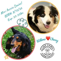 Aussie-Doxie Blk Tri Girl 4, a female Dachshund and Miniature Australian Shepherd for sale in Burkesville, KY – 4 of 5