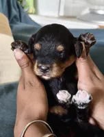Willow, a female Miniature Aussiedoodle for sale in Burkesville, KY – 6 of 7