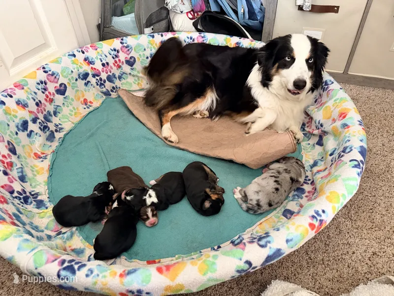 Aussie-Doxie Girl – Dachshund, Miniature Australian Shepherd puppy for sale in Burkesville, KY