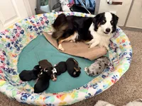 Aussie-Doxie Girl, a female Dachshund and Miniature Australian Shepherd for sale in Burkesville, KY – 8 of 8