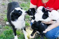 Buster - Black Tri, a male Miniature Australian Shepherd and Toy Australian Shepherd for sale in Burkesville, KY – 4 of 9