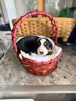 Aussie-Doxie Blk Tri Boy 2, a female Dachshund and Miniature Australian Shepherd for sale in Burkesville, KY – 3 of 6