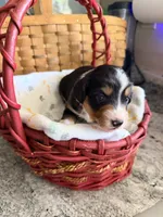 Aussie-Doxie Blk Tri Girl 3, a female Dachshund and Miniature Australian Shepherd for sale in Burkesville, KY – 3 of 5
