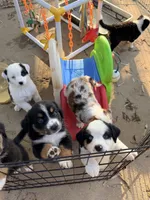 Patch, a male Australian Shepherd for sale in Burkesville, KY – 2 of 7