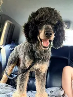 Piper’s Aussiedoodles, a  Aussiedoodle and Miniature Aussiedoodle for sale in Burkesville, KY – 3 of 3
