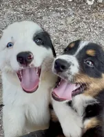 Mr. Freckles , a male Miniature Australian Shepherd for sale in Burkesville, KY – 3 of 7