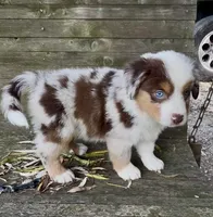 Mr. Pepper, a male Miniature Australian Shepherd for sale in Burkesville, KY – 3 of 7