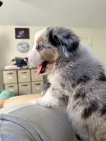 Frankie, a male Miniature Australian Shepherd for sale in Burkesville, KY – 5 of 7