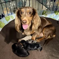 Roxy’s Blue Dapple Girl, a female Miniature Dachshund for sale in Burkesville, KY – Photo 5 of 5