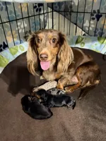Roxy’s Blue Dapple Girl, a female Miniature Dachshund for sale in Sacramento, CA – Photo 5 of 5