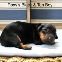 Roxy’s Blue Dapple Girl, a female Miniature Dachshund for sale in Burkesville, KY – Photo 3 of 5
