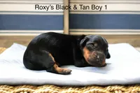 Roxy’s Blue Dapple Girl, a female Miniature Dachshund for sale in Sacramento, CA – Photo 3 of 5