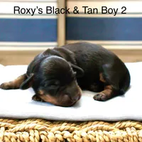 Roxy’s Blue Dapple Girl, a female Miniature Dachshund for sale in Burkesville, KY – Photo 2 of 5
