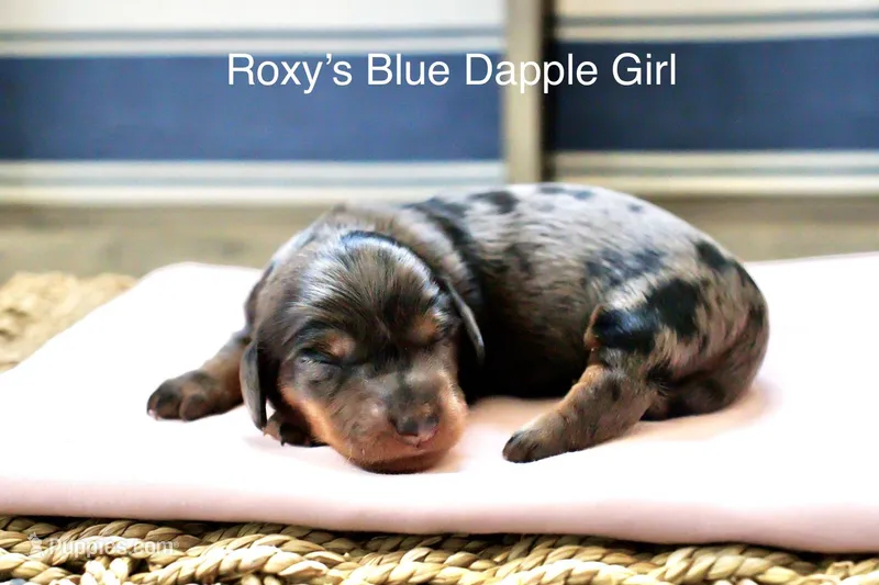 Roxy’s Blue Dapple Girl