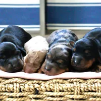 Roxy’s Blue Dapple Girl, a female Miniature Dachshund for sale in Burkesville, KY – Photo 4 of 5