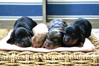 Roxy’s Blue Dapple Girl, a female Miniature Dachshund for sale in Sacramento, CA – Photo 4 of 5