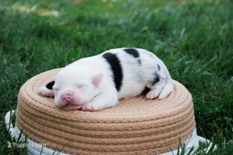 Freckles F Merle, a female Miniature Australian Shepherd for sale in Burkesville, KY – Photo 1 of 5