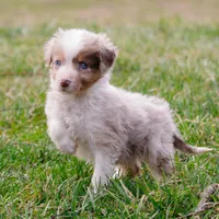 Sunnie, a male Toy Australian Shepherd for sale in Burkesville, KY – Photo 1 of 5