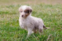 Sunnie, a male Toy Australian Shepherd for sale in Sacramento, CA – Photo 1 of 5