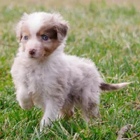 Sunnie, a male Toy Australian Shepherd for sale in Burkesville, KY – Photo 3 of 5