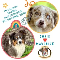 Sunnie, a male Toy Australian Shepherd for sale in Burkesville, KY – Photo 5 of 5