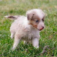 Sunnie, a male Toy Australian Shepherd for sale in Burkesville, KY – Photo 2 of 5