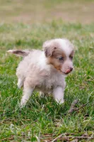 Sunnie, a male Toy Australian Shepherd for sale in Sacramento, CA – Photo 2 of 5