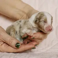 Sunnie, a male Toy Australian Shepherd for sale in Burkesville, KY – Photo 4 of 5