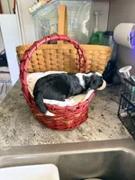 Aussie-Doxie Blk Tri Boy 2, a female Dachshund and Miniature Australian Shepherd for sale in Burkesville, KY – 4 of 6