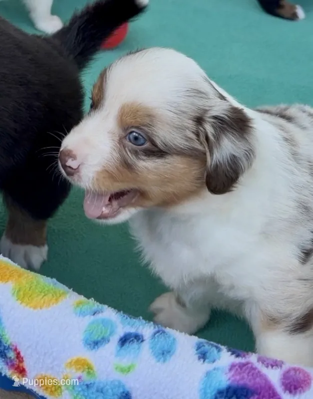 Pepper – Miniature Australian Shepherd puppy for sale in Burkesville, KY