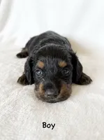 Greta’s Boy 1, a female Miniature Dachshund for sale in Burkesville, KY – 1 of 6