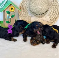 Greta’s Boy 1, a female Miniature Dachshund for sale in Burkesville, KY – 3 of 6