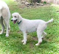 Patsy, a female Poodle - Standard  for sale in Sacramento, CA – Photo 2 of 6
